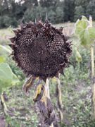 Der kleine Dienst - DIENST,FREUDE