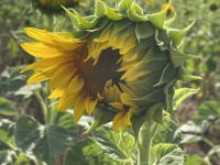 Sein Licht, sein Angesicht, ich will es sehn ... - Sein Licht,da sein vor ihm