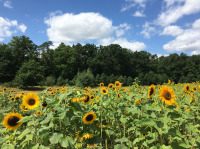 In Vaters Güte - Vaters Güte machts,sein gutes Herz