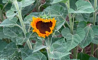 Schöner wie Salomos Kleidung - Preisen,Loben,Geben,Wachsen,Danken