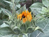 Gott ist immer noch da - Stillesein,Gott wirken lassen