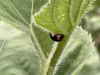 Gott sieht das Kleine - Gottes Werke,Schönheit der Schöpfung