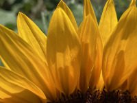 Sie tragen wieder ihr sonniges Kleid - Seine Herrlichkeit,Licht ist sein Kleid