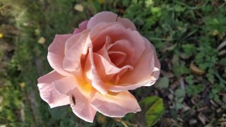 Lebenssinn - Gesellschaftsproblem,Gedicht