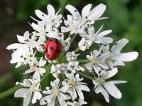 Die Kraft der Liebe - Liebe,Schöpfung,Glauben,Bibel