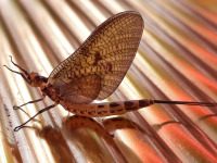 Loslassen?!? - Loslassen,Mut,Vertrauen,Kraft,Hilfe