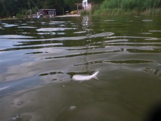 Die Stimme in der Wüste - Freutag,Katze