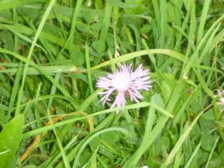 Die Ritter und der Frühling - Frühling,Ritter