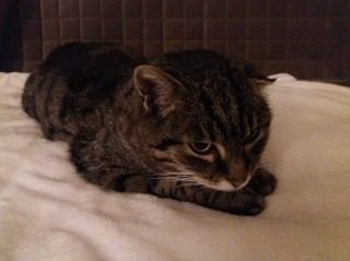 Karl - Katze,Wesen,Liebe