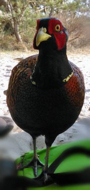 Ich-suche - Gedicht,Partnersuchende