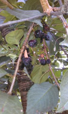 Pflanz einen Olivenbaum - Brandaktuell,Reim