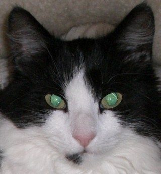 Die Tierschutz - Gruppe: Meinungen, Erfahrungen, Erlebnisse, Vorschläge zum Thema Tierschutz.