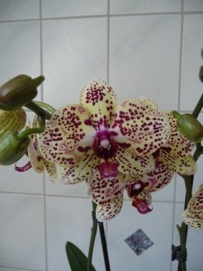 Orchideen-Verein der NEON 2010!: Für die Orchideenfan und Freunde!