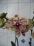 Orchideen-Verein der NEON 2010!: Für die Orchideenfan und Freunde!