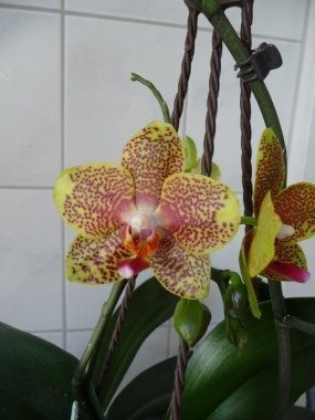 Orchideen-Verein der NEON 2010!: Tropische,Phalaeonopsis,Orchideen