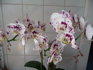 Orchideen-Verein der NEON 2010!: Arbeit