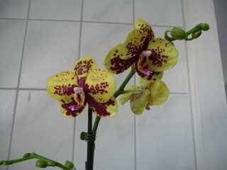 Orchideen-Verein der NEON 2010!: -