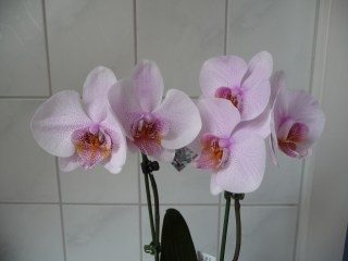 Orchideen-Verein der NEON 2010! überregional