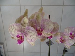 Orchideen-Verein der NEON 2010! egal