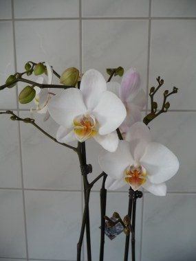 Orchideen-Verein der NEON 2010! Kein Land gewählt