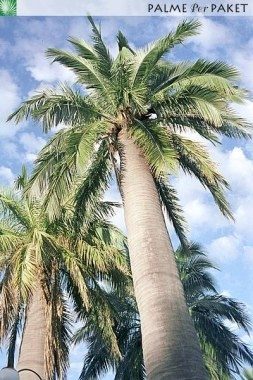 Anbetung an Gottes Schöpfung!: Gemeinde