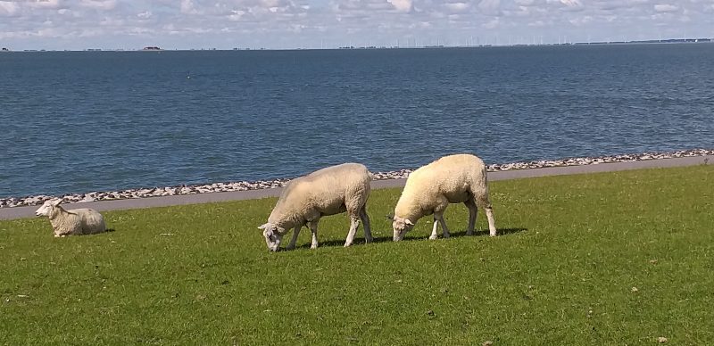 Singles nordfriesland kostenlos