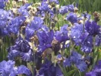 Üfü (Über 50): ab 50