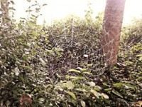 Spinnennetze mit Morgentau Fotografieren ist eine Kunst: Fotorafen- und Naturliebhaber Gruppe