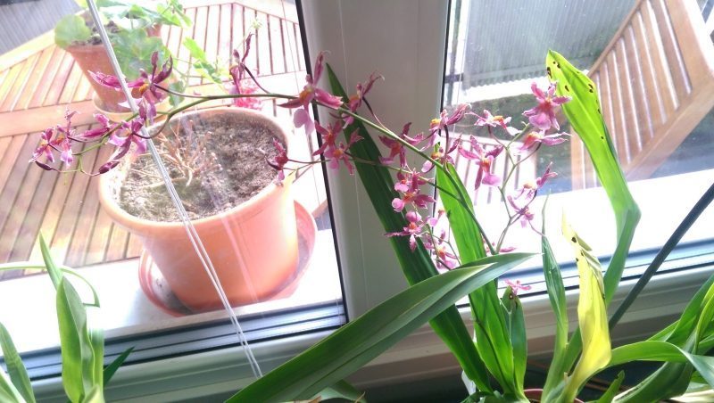 Orchideen: Eine Gruppe zum Erfahrungsaustausch für alle Orchideenliebhaber. Pflegetips, Zuchterfahrung, Bilder.
