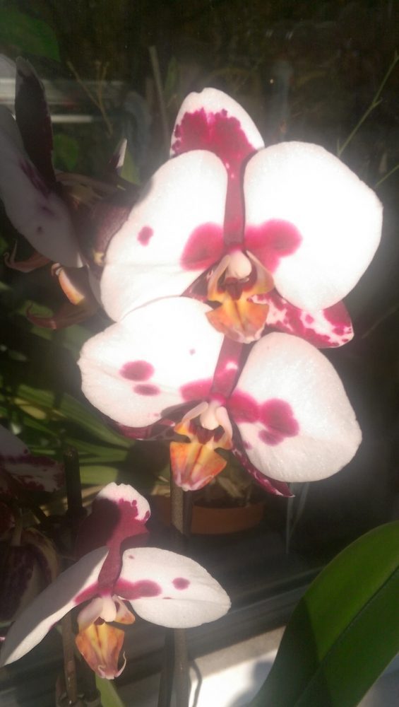 Orchideen - Alle, die Ochideen lieben. - überregional