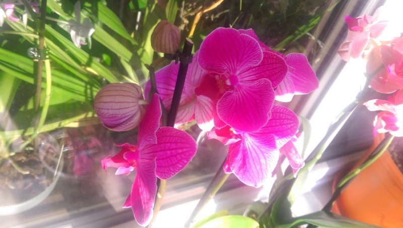 Orchideen - Alle, die Ochideen lieben. - Kein Land gewählt