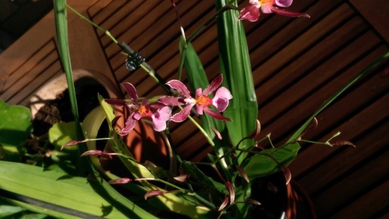 Orchideen: Orchideen, Pflege, Zucht.