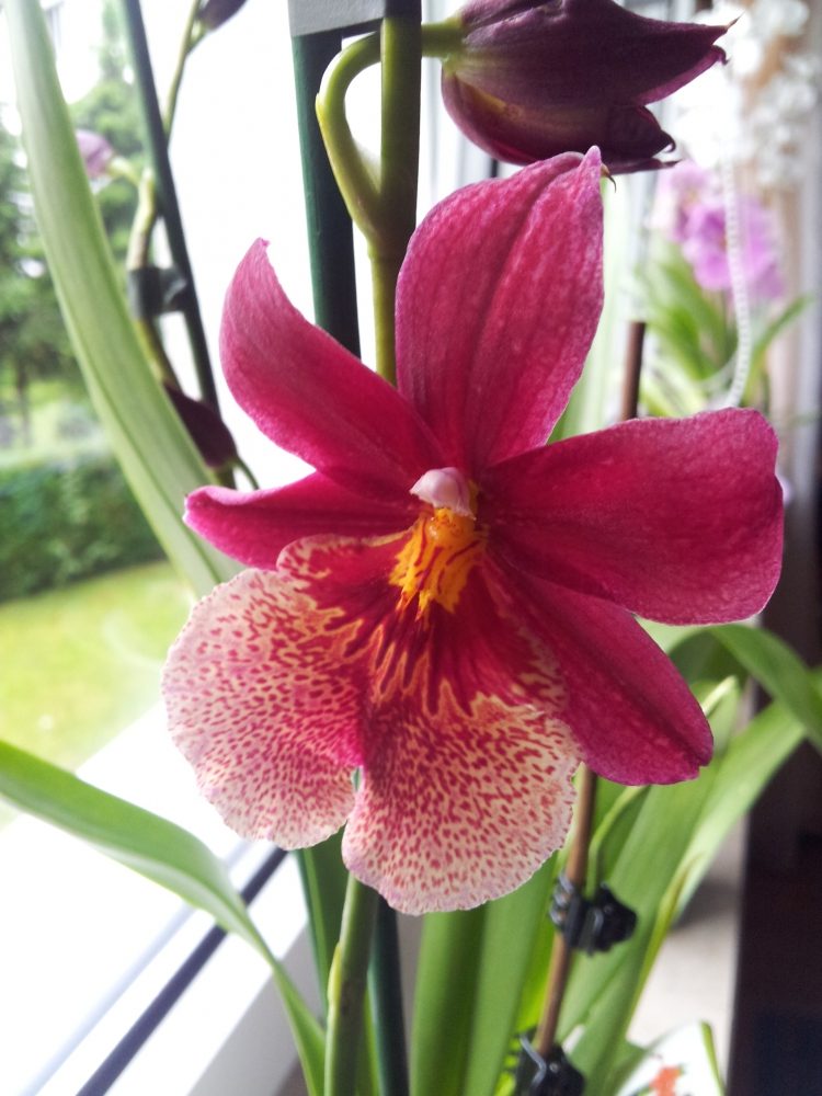Orchideen: Alle, die Ochideen lieben.