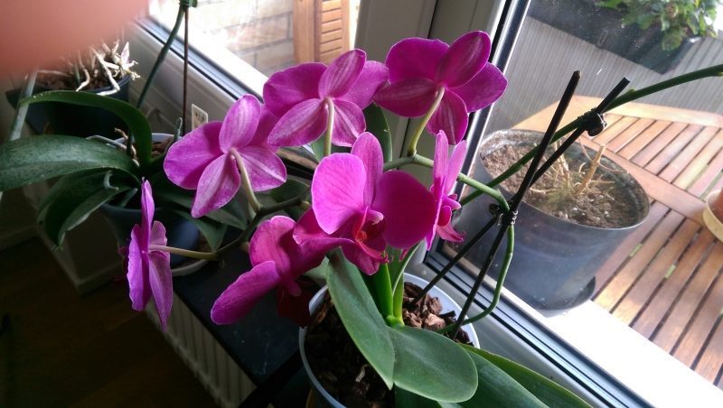 Orchideen: Hobby