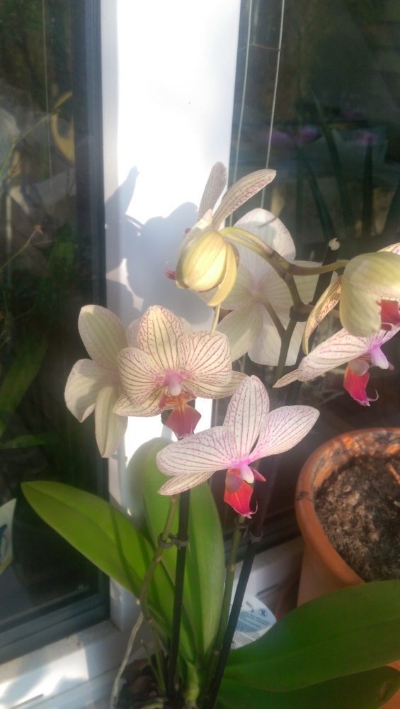 Orchideen: -