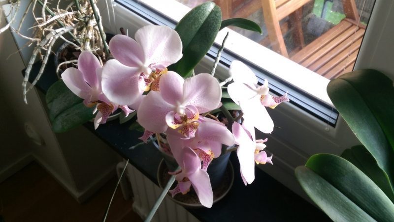 Orchideen überregional