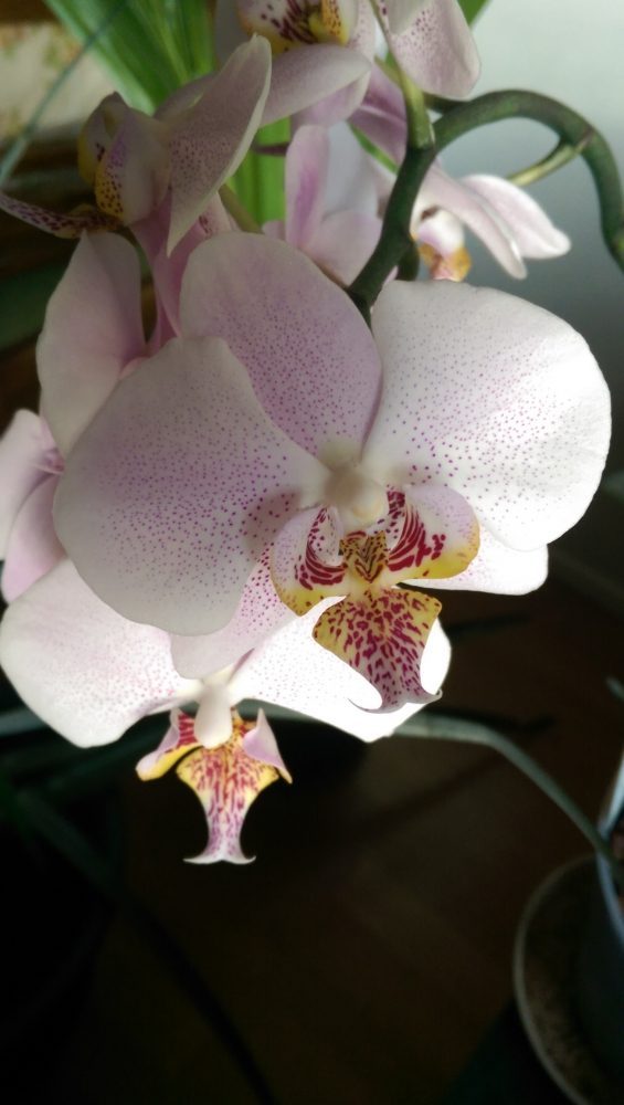 Orchideen egal