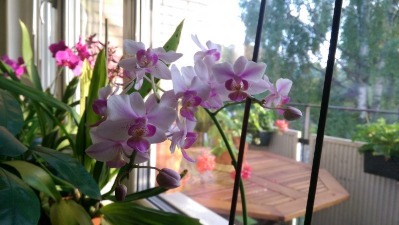 Orchideen - Alle, die Ochideen lieben. - Hobby