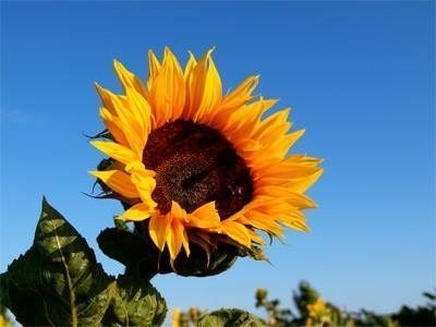 Mit u. ohne Handicap Region Waldkirch, Emmendingen, FR: Treffen von Leuten im Raum Freiburg, Emmendingen